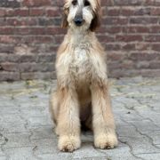 CIRI VON CINTRA Masz Ci Kwiat