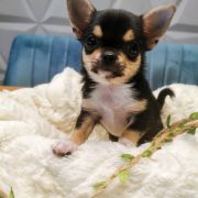 CLARISE z Dorzecza (FCI)