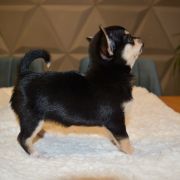 CLARISE z Dorzecza (FCI)