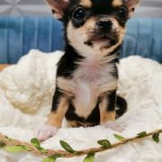 CLARISE z Dorzecza (FCI)