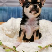 CLARISE z Dorzecza (FCI)