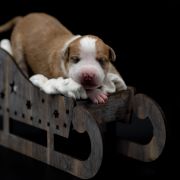 CLEMATIS JACKMANII American Heart