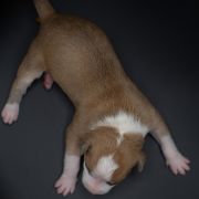 CLEMATIS JACKMANII American Heart