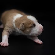 CLEMATIS JACKMANII American Heart