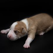 CLEMATIS JACKMANII American Heart