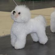 CLEOPATRA Bianca Principessa FCI