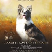 CLOONEY from Fairy Shadows