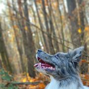 CLOONEY from Fairy Shadows