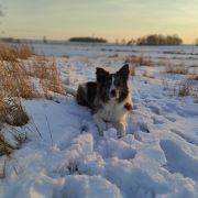 CLOONEY from Fairy Shadows