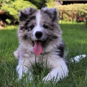 CLOONEY from Fairy Shadows