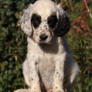 Cobra Calliope Venatrisett 