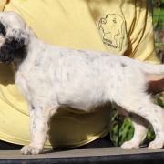 Cobra Calliope Venatrisett 2