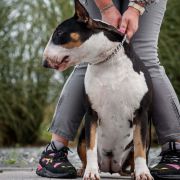 COCA Rossa-Bull Ch.PL