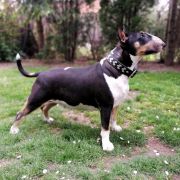 COCA Rossa-Bull Ch.PL