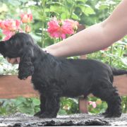 Cocker spaniel angielski