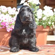Cocker spaniel angielski