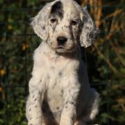 Coco Chanel Venatrisett