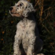 Coco Chanel Venatrisett 3