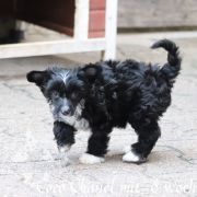 Coco Chanel in Terra Civis 