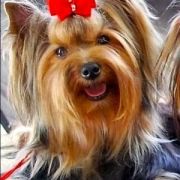 COCO CHANEL Z Krainy Fiony