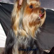 COCO CHANEL Z Krainy Fiony 3