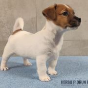 COCO Herbu Piorun (FCI)