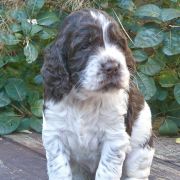 COCO'S CLASSIC CHARM de la Reine des Violettes