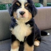 CODI