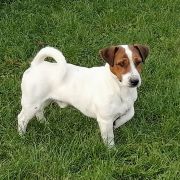 CODY MEANDRY DRAWY FCI