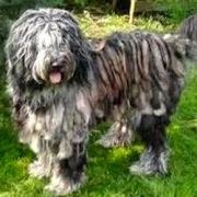 COLONNELO Di Valle Scrivia