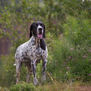 Comtessa Hibou All Irish Gold 