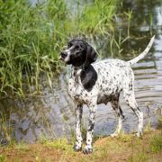 Comtessa Hibou All Irish Gold 2