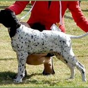 Comtessa Hibou All Irish Gold 3