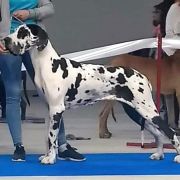 CONVENIA Galaxy In the Night FCI