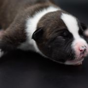 CONVOLVULUS CNEORUM American Heart 