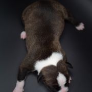 CONVOLVULUS CNEORUM American Heart 