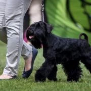 COOL TEQUILA FROM Wawelskie Wzgórza FCI 