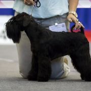 COOL TEQUILA FROM Wawelskie Wzgórza FCI 2