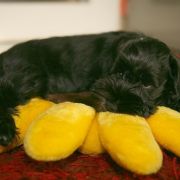 COOL TEQUILA FROM Wawelskie Wzgórza FCI 3