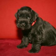 COOL TEQUILA FROM Wawelskie Wzgórza FCI 4