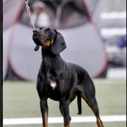 Cora Gończa Falaga FCI 2