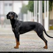 Cora Gończa Falaga FCI 3