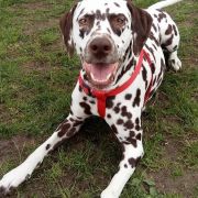 CORSICA Kontradomino 2