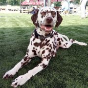 CORSICA Kontradomino 3