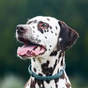 CORSICA Kontradomino