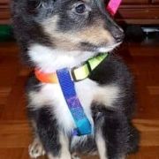 Cortes Love Animal House