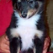 Cortes Love Animal House 2