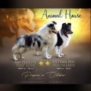 Cortes Love Animal House 3