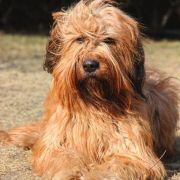 Coryska Cloe Trzy Korony 