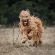 Coryska Cloe Trzy Korony 2